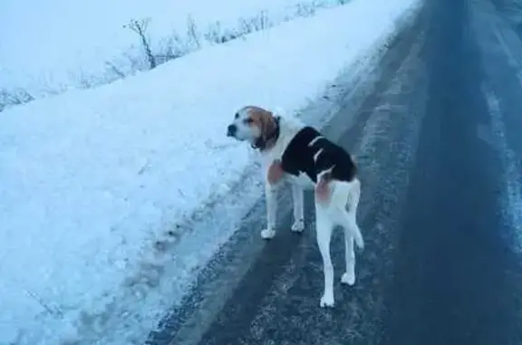 Пропала собака в Тушне, Ульяновской