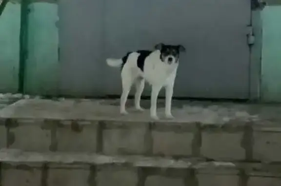 Найден щенок, ул. С. Лазо, 3
