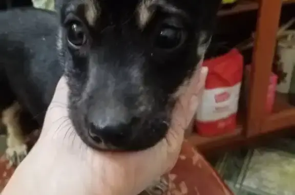 Найденные животные Ростов-на-Дону, фото: Найден щенок, ул. Толмачёва, 52