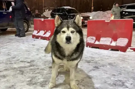 Найдена собака: Сибирский тракт, 78