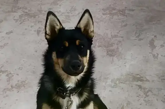 Собаки потеряшки, Таганрог, фото: Потеряшка пес: Чехова, 335, Таганрог