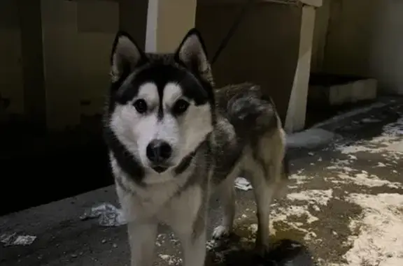 Найденные животные Ростов-на-Дону, фото: Хаски найден: 2-я Краснодарская, 80