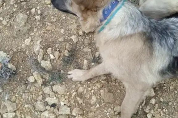 Пропала собака в Севастополе