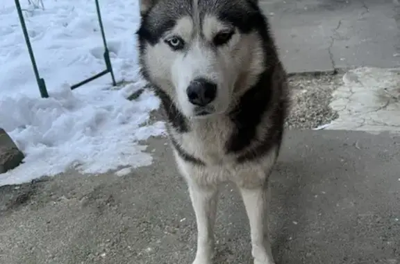 Найдена собака на Стасова, 160 в Краснодаре