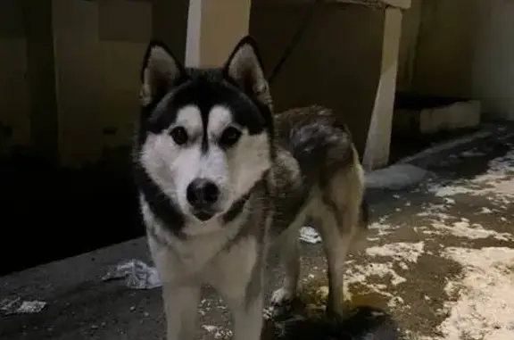 Найденные животные Ростов-на-Дону, фото: Хаски найден: 2-я Краснодарская, 145к3