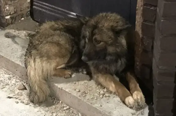 Найдена собака: Красная пл., 3, Москва