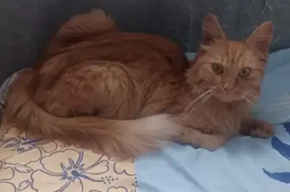 Найдена рыжая кошка на Новикова-Прибоя, 20