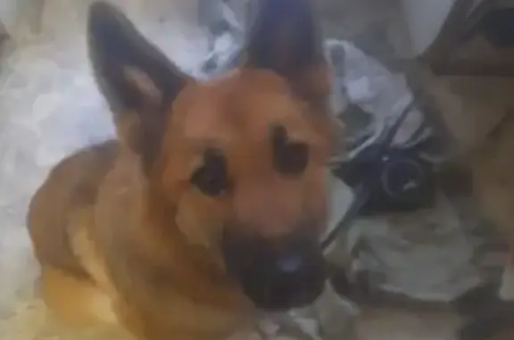 Найдена собака на Жилинской, Андреевка