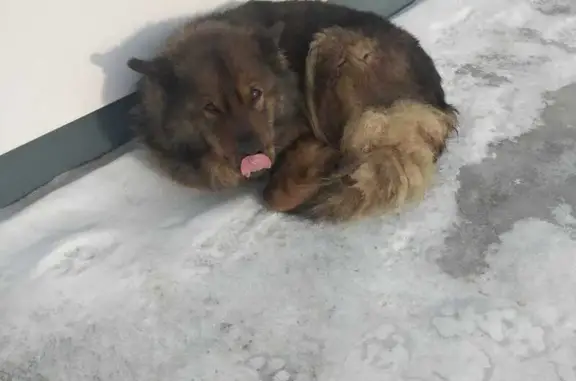 Найдена собака в Омске, А-320 🆘❤️