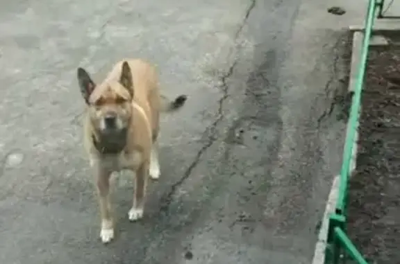 Пропала собака Мегги, Комсомольская, 62