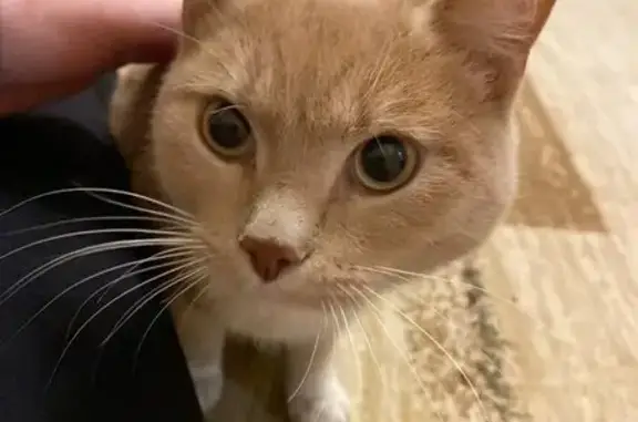 Найден рыжий кот: Кошурникова, 18