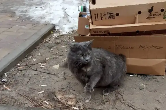 Найдена кошка, ул. Тружеников, Ростов