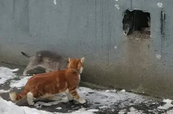 Найдена кошка, ул. Ф. Полетаева, Мск