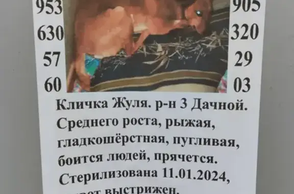 Пропала собака: Одесская ул., 1, Саратов