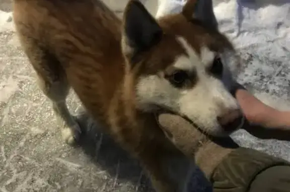 Найдена собака: 1-я Линия Д-54, Саратов