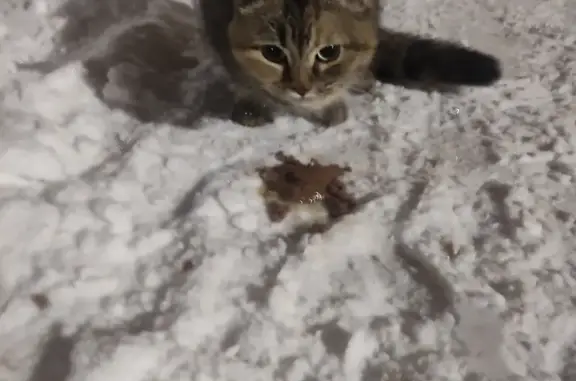 Найден кот: ул. Горького, 69А, Уфа