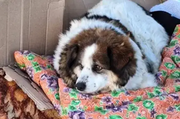 Найдена собака у 18 поликлиники, Волгоград