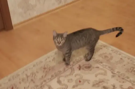 Найдена кошка: Ленинградская, 81А