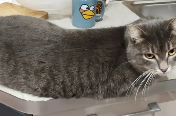 Кошки потеряшки, Пенза, фото: Потеряшка кот Стёпа, ул. Баженова, Пенза