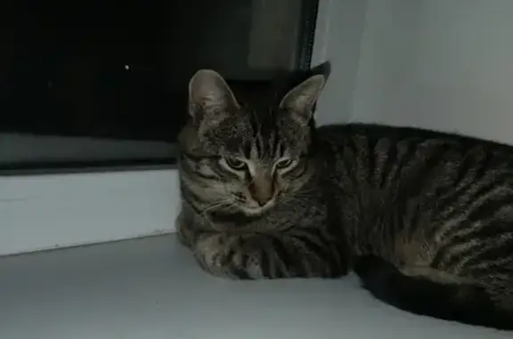 Найден кот: Пригородная, 21, Омск