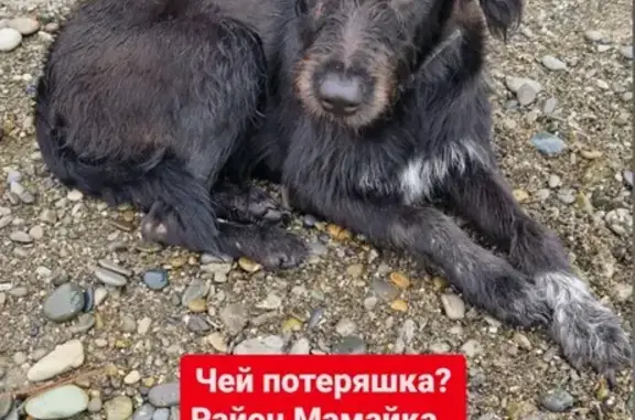 Найдена собака, Крымская ул., Сочи