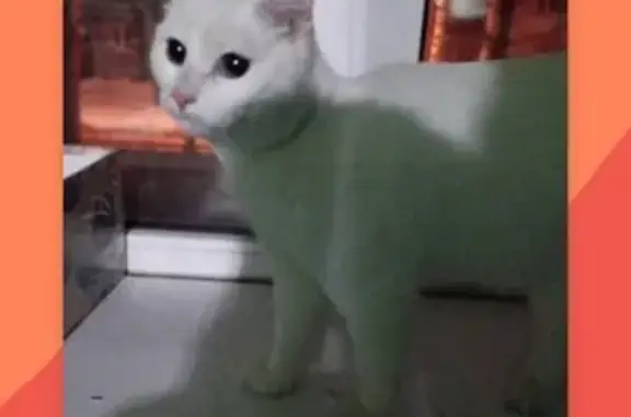 Найдена белая кошка, шоссе Революции
