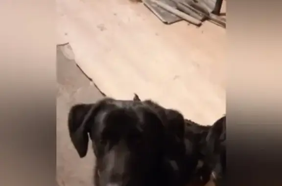 Объявления о пропавших и найденных животных, Оренбург, фото: Пропал щенок, Советская ул., Оренбург