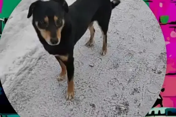Найдена собака на Уральской дорожке