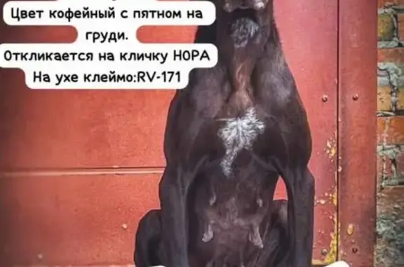 Пропала собака Нора, Рыночный пер., Ростов