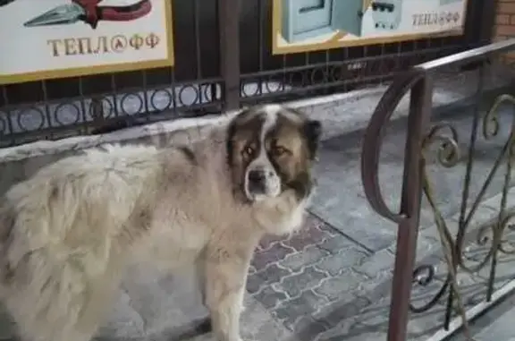 Найдена собака ул. Ленина, 194