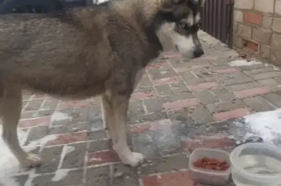 Найдена собака: Тбилисская ул., 1Б