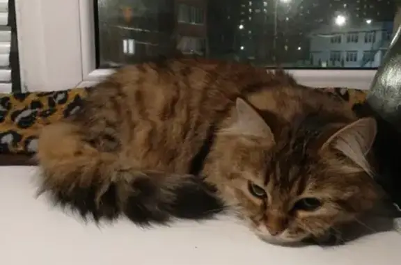 Найдена кошка, ул. Новосёлов, 44, Рязань