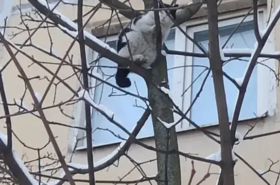 Кошка Котик на дереве, Базовская ул.