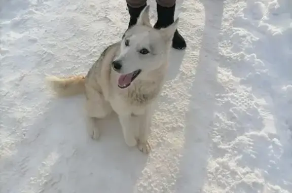 Найдена собака: ул. Николаева, 56
