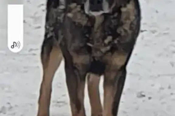 Найдена собака: Дорога Дружбы, Пермь