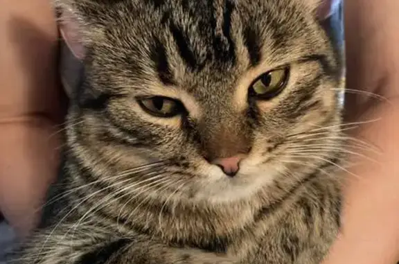 Объявления о пропавших и найденных животных, Бузулук, фото: Пропала кошка, Курская ул. 66, Бузулук