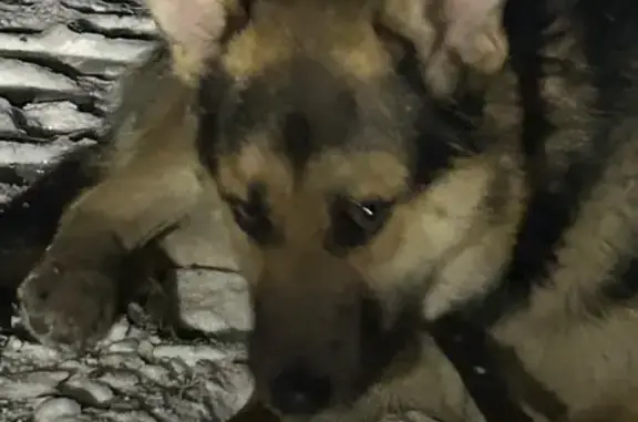 Найдена собака в Баландино, 89080582026