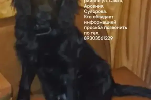 Пропала собака: Сакко, 43, Иваново