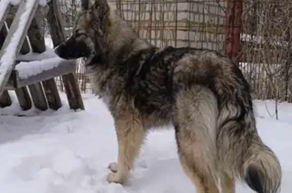 Найдена собака на Новосибирской, Воронеж