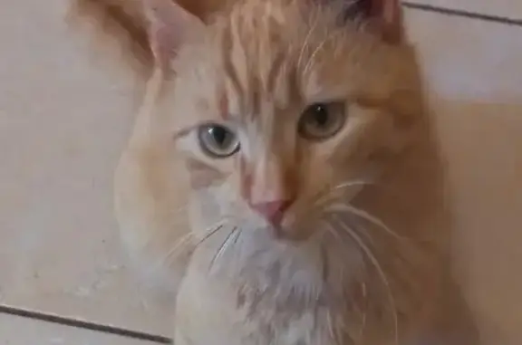 Пропал рыжий кот: Красноарм. 1, Алушта