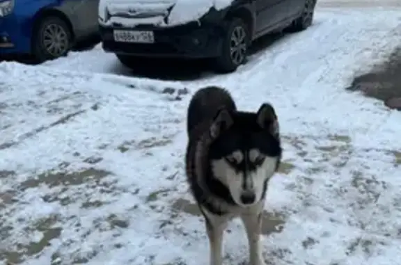 Найдена собака в Будённовске