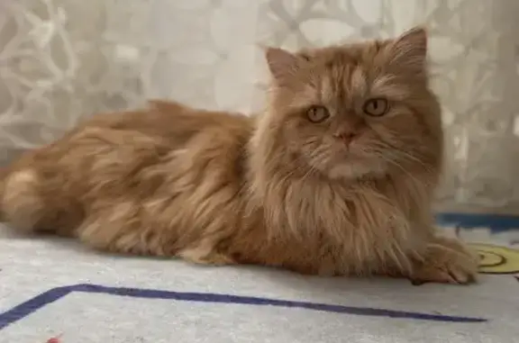 Пропала кошка: Ульяновых, 15, Подольск