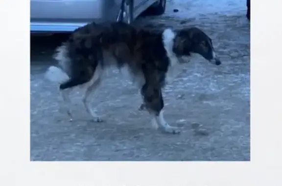 Найдена собака у школы 23, Иркутск