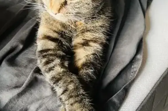 Кошки потеряшки, Большие Тайцы, фото: Потеряшка кошка! Ягодная ул., Тайцы