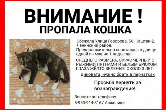 Пропала кошка: Говорова 50, Томск