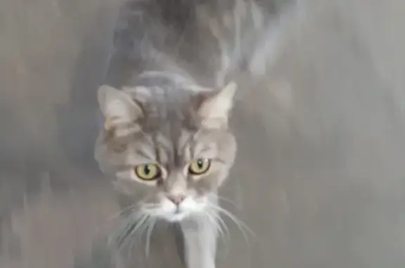 Найдена кошка: ул. Караная Муратова