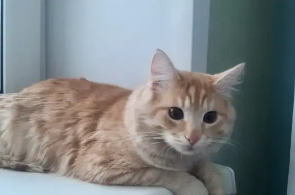 Найден рыжий кот: Революционная, 13