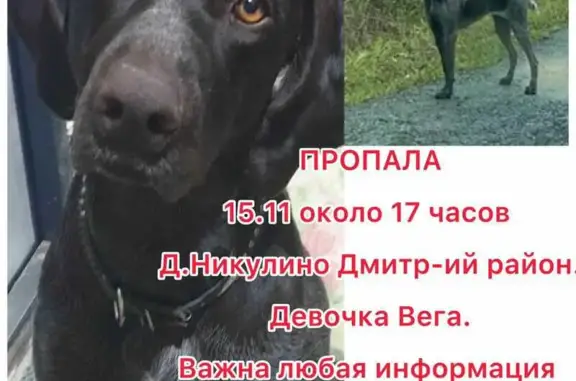 Пропала собака в Никулино, Дмитров