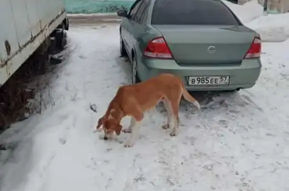 Найдена собака на ул. Кирова, Ливны