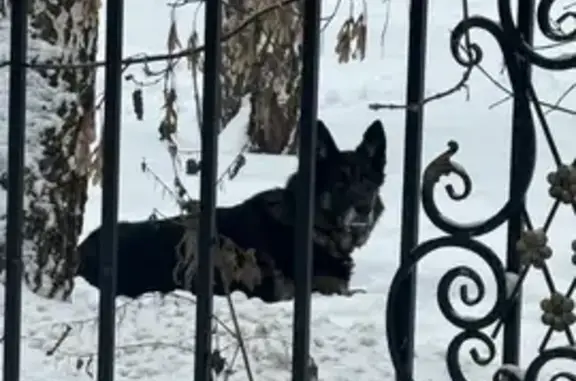 Найдена собака на ул. Лермонтова